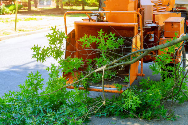 Emergency Storm Tree Removal in Tazewell, VA